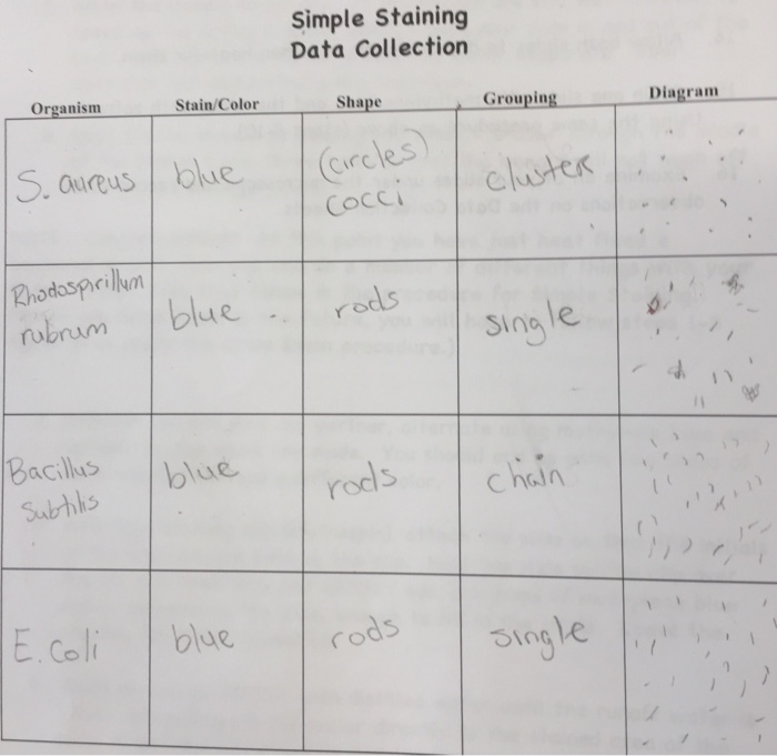 Simple stains data sheet 3-4