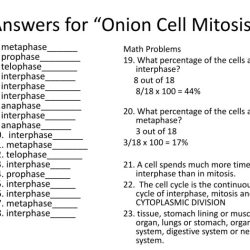 Mitosis cell onion worksheet answers diagram stages key root drawing identification identify lesson lab transport active worksheeto cycle answer meiosis