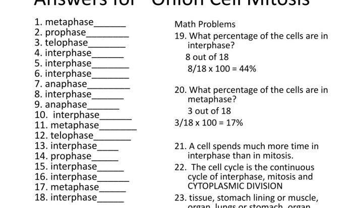 Mitosis cell onion worksheet answers diagram stages key root drawing identification identify lesson lab transport active worksheeto cycle answer meiosis