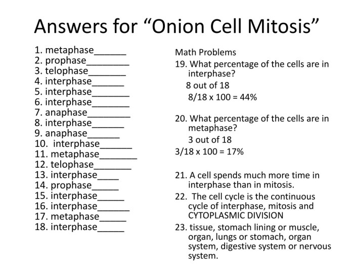 Mitosis cell onion worksheet answers diagram stages key root drawing identification identify lesson lab transport active worksheeto cycle answer meiosis