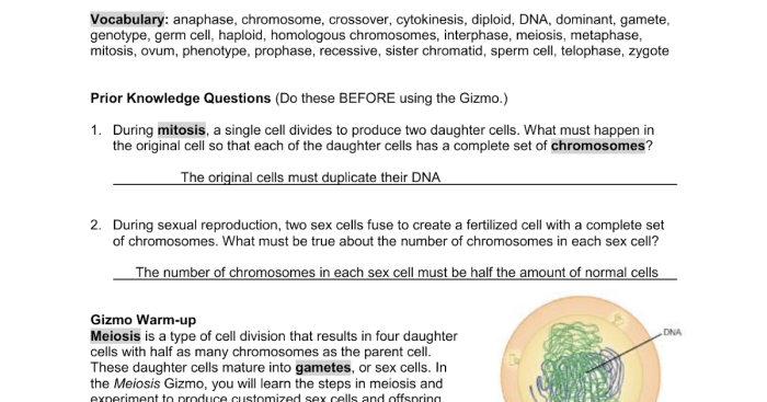 Gizmo flower pollination answer key