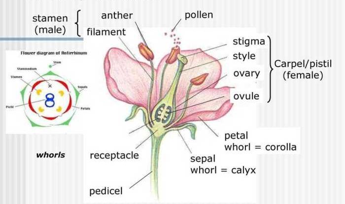 Gizmo flower pollination answer key