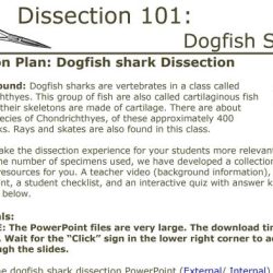 Dogfish shark lab student worksheet answers