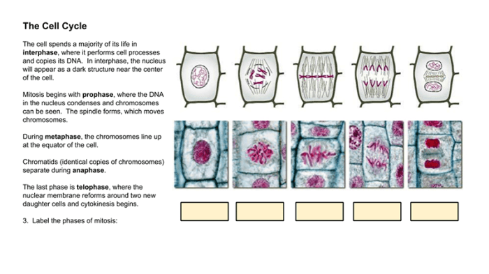 Mitosis onion cell stages identify biologycorner root microscope interphase numbered sketch classroom teacher unlabeled referred eukaryotic