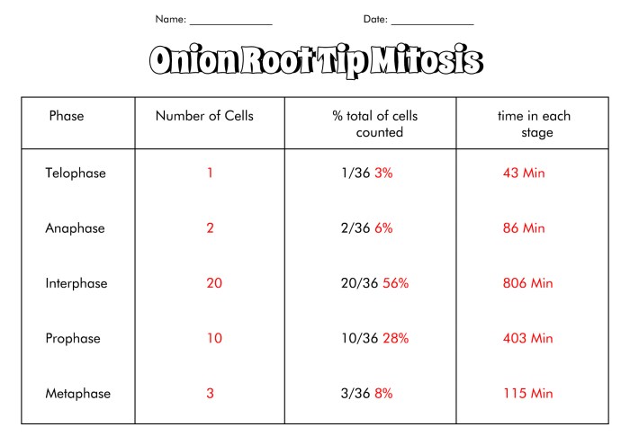 Onion cell mitosis worksheet answers