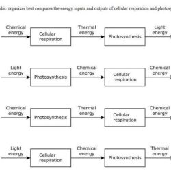 Photosynthesis biology roots graphic organizer teaching organizers tips helpful offering help