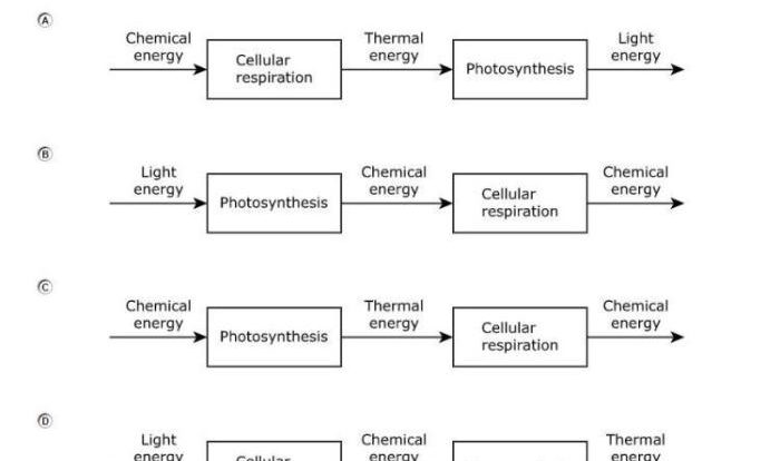 Photosynthesis biology roots graphic organizer teaching organizers tips helpful offering help