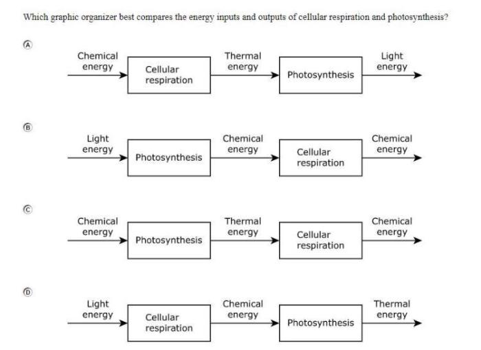 Photosynthesis biology roots graphic organizer teaching organizers tips helpful offering help