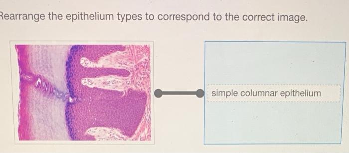 Epithelium anatomy