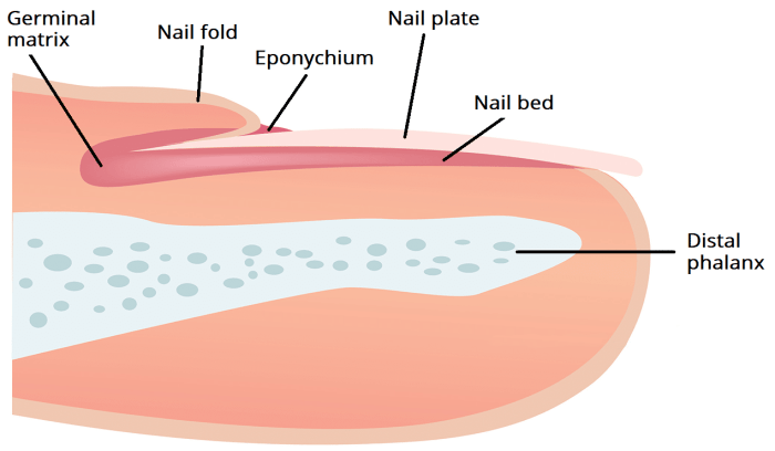 Toenail fingernail ingrown fungus anatomy paronychia lunula nail infection nails fingernails problems under acute function causes treat grow matrix skin