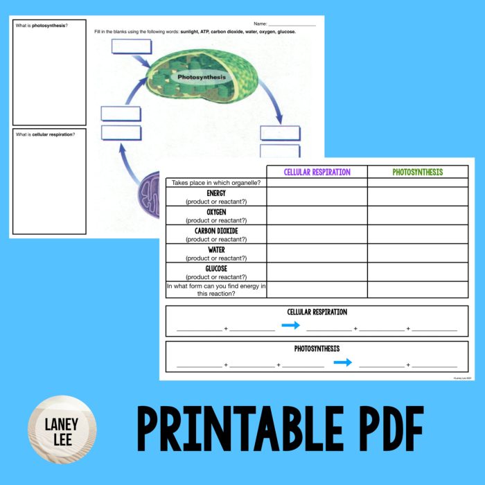 Photosynthesis and cellular respiration graphic organizer