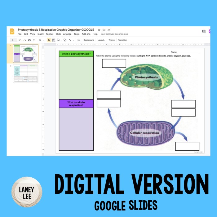 Photosynthesis and cellular respiration graphic organizer