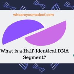 Dna segment isolated stock