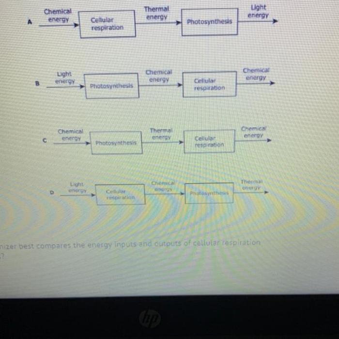 Photosynthesis and cellular respiration graphic organizer