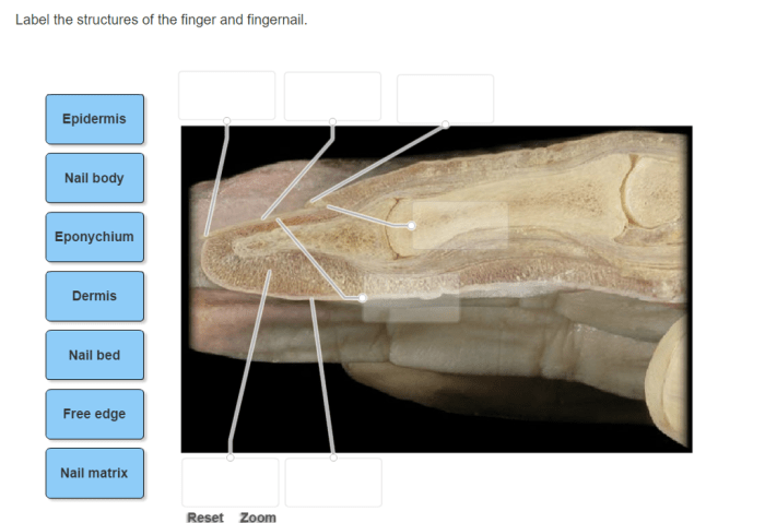 Label the structures of the fingernail in a lateral view